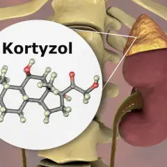 Badanie kortyzolu: Ile kosztuje? Ceny, NFZ i jak się przygotować