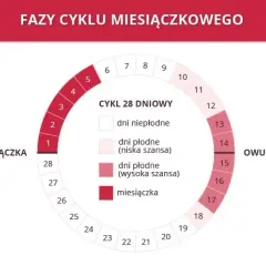 Ile dni po owulacji jest okres? Poznaj swoją fazę lutealną!