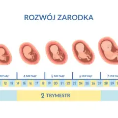 Ile trwa ciąża? Sprawdź, jak liczyć tygodnie i co oznaczają!