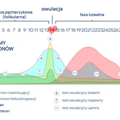 Wykres cyklu menstruacyjnego z poziomami hormonów (LH, FSH, estrogen, progesteron) i oznaczeniami testów owulacyjnych.