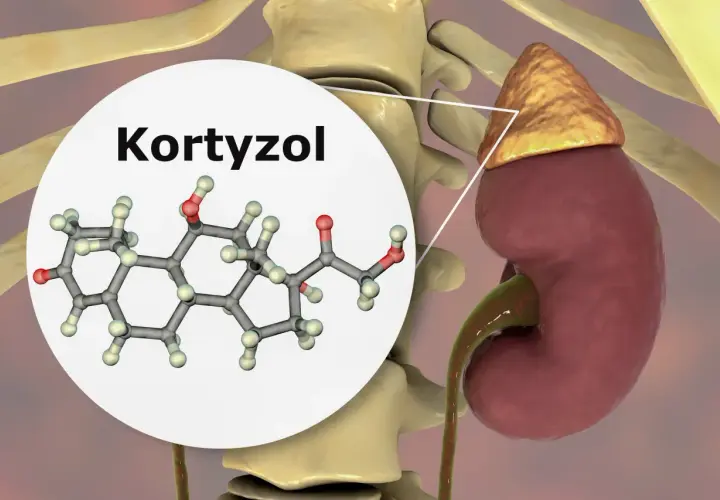 Badanie kortyzolu: Ile kosztuje? Ceny, NFZ i jak się przygotować