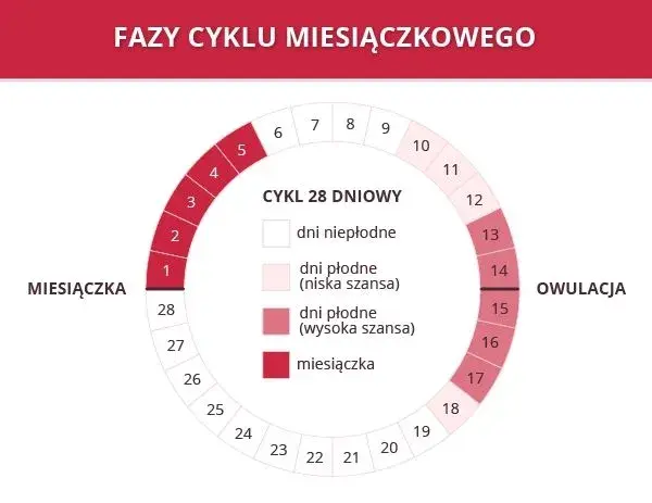 Ile dni po owulacji jest okres? Poznaj swoją fazę lutealną!