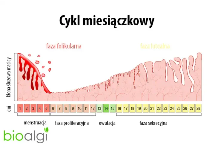 Kiedy zaczyna się cykl miesiączkowy? Licz i zrozum swoje ciało!