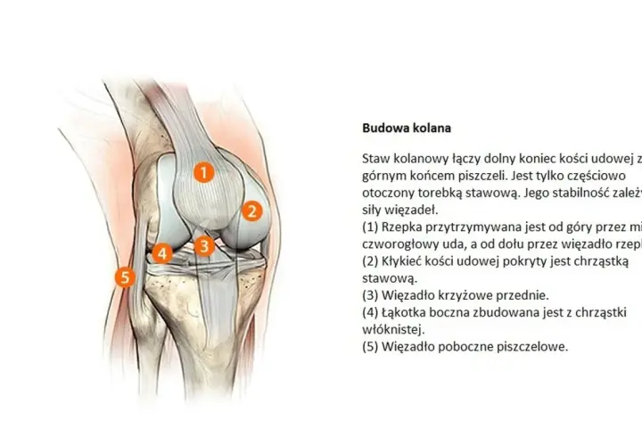 Anatomia stawu kolanowego: kość udowa, piszczel, rzepka i więzadła.