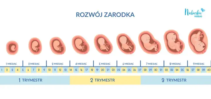 Ile trwa ciąża? Sprawdź, jak liczyć tygodnie i co oznaczają!