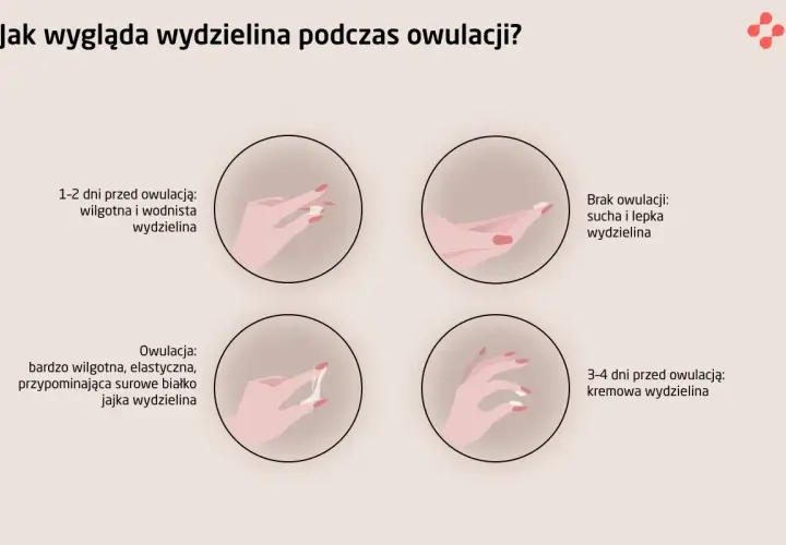 Karmienie piersią a płodność: Czy owulacja zaskoczy Cię przed okresem?