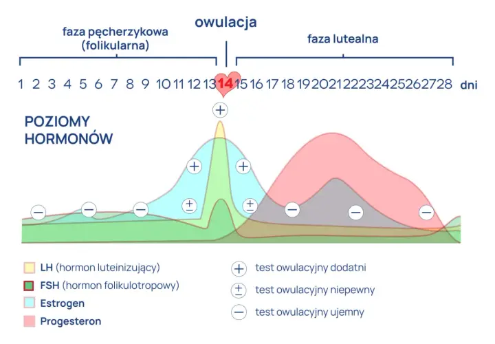 Wykres cyklu menstruacyjnego z poziomami hormonów (LH, FSH, estrogen, progesteron) i oznaczeniami testów owulacyjnych.