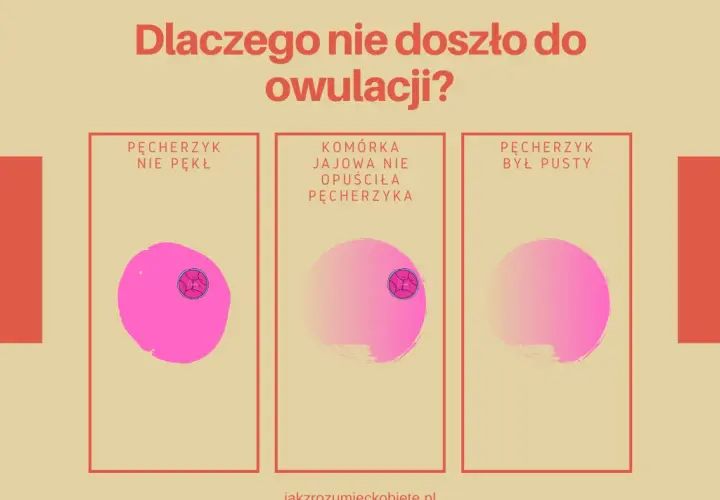Owulacja wyklucza ciążę? Zrozum, jak działają Twoje hormony!