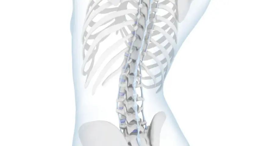 Anatomia kręgosłupa z widoczną hiperlordozą, uwydatniającą nadmierne wygięcie lędźwiowe.