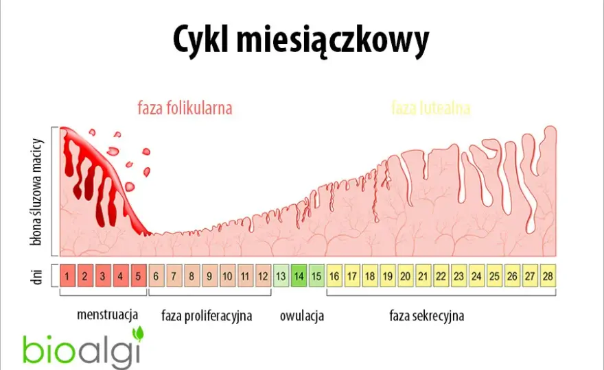 Kiedy zaczyna się cykl miesiączkowy? Licz i zrozum swoje ciało!
