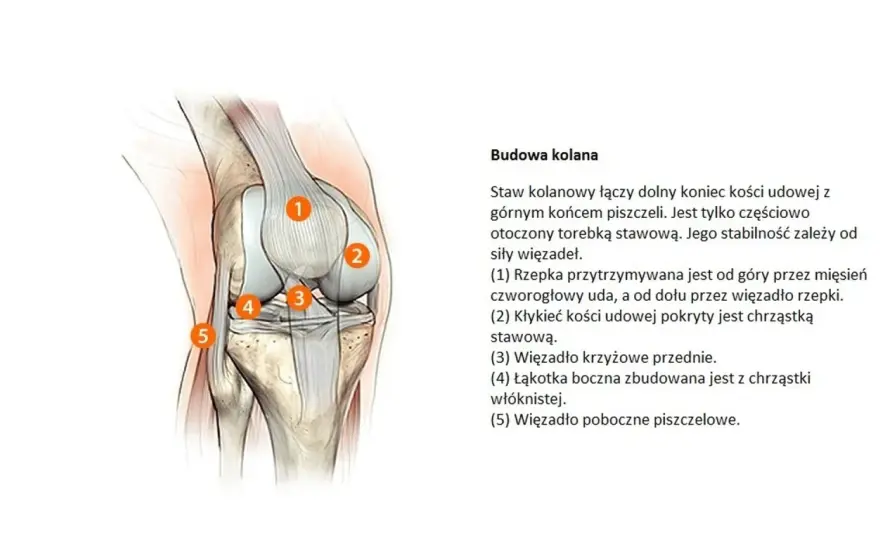 Kolano pod lupą - budowa, ruch i sygnały ostrzegawcze