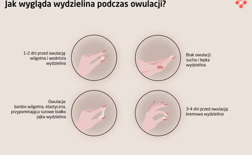 Karmienie piersią a płodność: Czy owulacja zaskoczy Cię przed okresem?