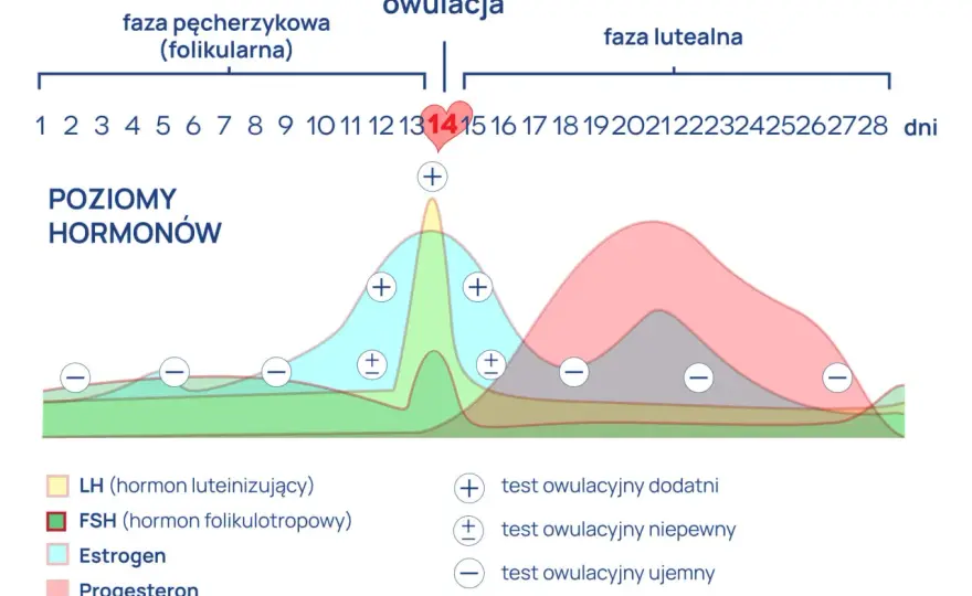 Ile trwa owulacja? Poznaj kluczowe 24h i całe okno płodności