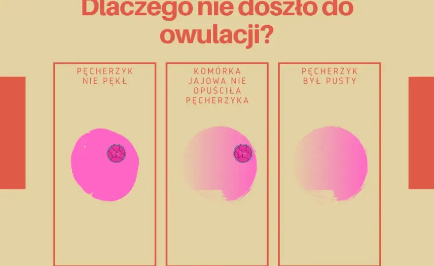 Owulacja wyklucza ciążę? Zrozum, jak działają Twoje hormony!