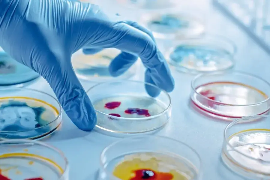 mikrobiolog w laboratorium medycznym, probówki z posiewami