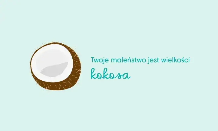 Rozwój płodu 31 tydzień ciąży wielkość kokosa